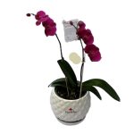 CPF-002