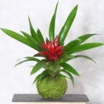 CPF-008
