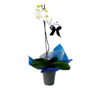 ORQUÍDEA PARA HOMENAJE